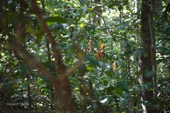 Thunbergia mysorensis